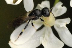 Crossocerus.elongatulus.-.lindsey by James K. Lindsey. Used under a CC BY-SA 3.0 license.