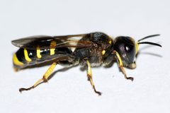 Ectemnius cephalotes 140299272 by Owen Strickland. Used under a CC0 license.