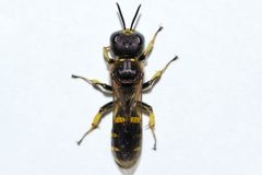 Ectemnius cephalotes 140299371 by Owen Strickland. Used under a CC0 license.