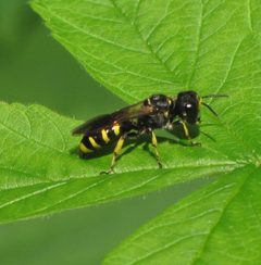 Ectemnius cephalotes 30532885 by christine123. Used under a CC BY 4.0 license.