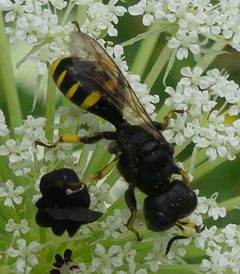 Ectemnius cephalotes 47497566 by Christian Grenier. Used under a CC0 license.
