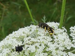 Ectemnius cephalotes 47497751 by Christian Grenier. Used under a CC0 license.