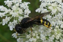 Ectemnius cephalotes 47497789 by Christian Grenier. Used under a CC0 license.