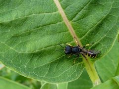 Ectemnius cephalotes 55958473 by Christian Grenier. Used under a CC0 license.