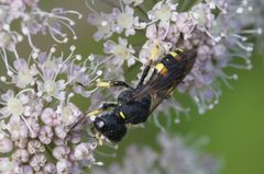 The solitary wasp Ectemnius continuus in Birkdale dunes - geograph.org.uk - 4124439 by Mike Pennington . Used under a CC BY-SA 2.0 license.