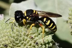 Ectemnius decemmaculatus by Louise Woodrich. Used under a CC BY 4.0 license.