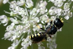 Ectemnius.dives.-.lindsey by James K. Lindsey. Used under a CC BY-SA 3.0 license.