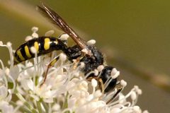 Ectemnius.lapidarius.-.lindsey by James K. Lindsey. Used under a CC BY-SA 3.0 license.
