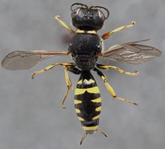 Ectemnius lapidarius 112290308 by Karim Strohriegl. Used under a CC BY 4.0 license.
