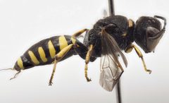 Ectemnius lapidarius 112290319 by Karim Strohriegl. Used under a CC BY 4.0 license.