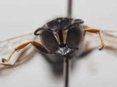 Ectemnius lapidarius 112290330 by Karim Strohriegl. Used under a CC BY 4.0 license.