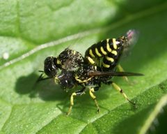 Ectemnius lapidarius 63390317 by Christian Grenier. Used under a CC0 license.
