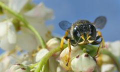 Hymenoptera front by Richard Bartz, Munich Makro Freak. Used under a CC BY-SA 2.5 license.