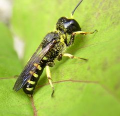 Ectemnius maculosus with pollen by Beatriz Moisset. Used under a CC BY-SA 4.0 license.