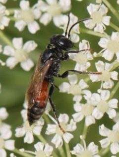 2017 07 08 Tachysphex cf pompiliformis by Slimguy. Used under a CC BY 4.0 license.