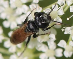 2017 07 08 Tachysphex cf pompiliformis2 by Slimguy. Used under a CC BY 4.0 license.