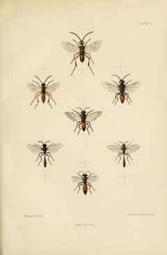 SaundersHymenopteraAculeataPlate11 by Edward Saunders. Used under a Public domain license.