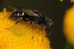 Hylaeus.hyalinatus.-.lindsey by James K. Lindsey. Used under a CC BY-SA 3.0 license.