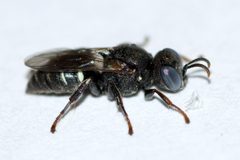 Oxybelus uniglumis 139675552 by Owen Strickland. Used under a CC0 license.