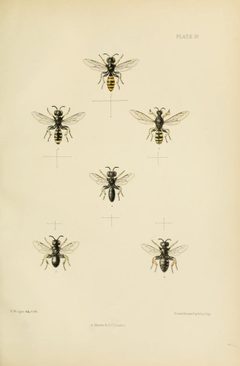 SaundersHymenopteraAculeataPlate19 by Edward Saunders. Used under a Public domain license.