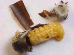 Trypoxylon collinum larva by Beatriz Moisset. Used under a CC BY-SA 4.0 license.