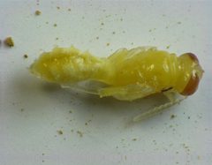 Trypoxylon collinum pupa side by Beatriz Moisset. Used under a CC BY-SA 4.0 license.