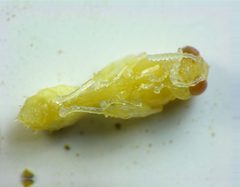 Trypoxylon collinum pupa ventral by Beatriz Moisset. Used under a CC BY-SA 4.0 license.