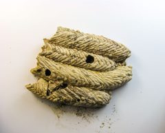 Trypoxylon politum nest by Beatriz Moisset. Used under a CC BY-SA 4.0 license.