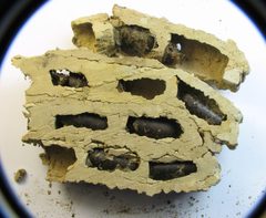Trypoxylon politum nest underside by Beatriz Moisset. Used under a CC BY-SA 4.0 license.