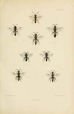 SaundersHymenopteraAculeataPlate13 by Edward Saunders. Used under a Public domain license.