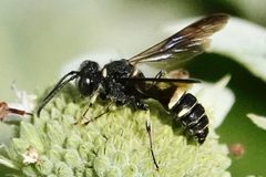 Cerceris fumipennis 258629332 by Louise Woodrich. Used under a CC BY 4.0 license.