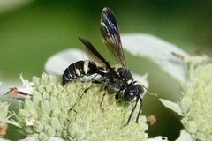 Cerceris fumipennis 258629406 by Louise Woodrich. Used under a CC BY 4.0 license.
