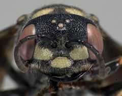 Cerceris fumipennis female face by Philip Careless. Used under a CC BY-SA 3.0 license.