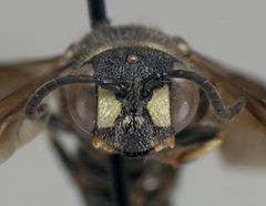 Cerceris fumipennis male face by Philip Careless. Used under a CC BY-SA 3.0 license.