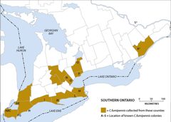Cerceris in ontario by Philip Careless. Used under a CC BY-SA 3.0 license.