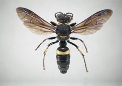 Dorsal view cerceris by Philip Careless. Used under a CC BY-SA 3.0 license.