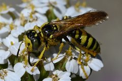Philanthus crabroniformis by MeadowLore. Used under a CC BY-SA 4.0 license.
