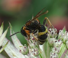 Philanthus gibbosus P1050827a by 
xpda. Used under a CC BY-SA 4.0 license.