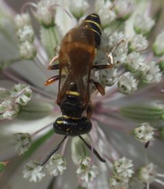 Philanthus gibbosus P1050829a by
xpda. Used under a CC BY-SA 4.0 license.