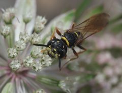 Philanthus gibbosus P1050835a by 
xpda. Used under a CC BY-SA 4.0 license.