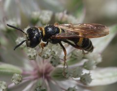 Philanthus gibbosus P1050838a by 
xpda. Used under a CC BY-SA 4.0 license.