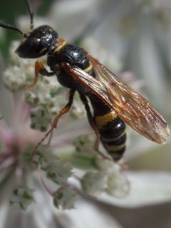 Philanthus gibbosus P1050840a by 
xpda. Used under a CC BY-SA 4.0 license.