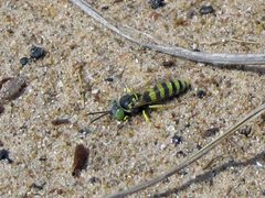 Philanthus ventilabris by Greg Schechter. Used under a CC BY 2.0 license.