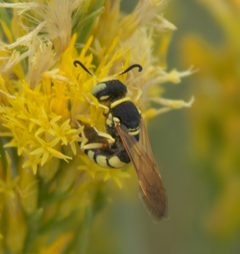 Philanthus ventilabris P1500832a by 
xpda. Used under a CC BY-SA 4.0 license.