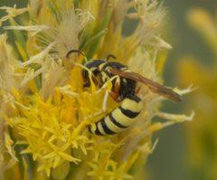 Philanthus ventilabris P1500834a by 
xpda. Used under a CC BY-SA 4.0 license.