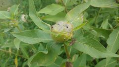 Antistrophus silphii by Ryan Sorrells. Used under a CC BY 4.0 license.