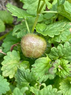 Liposthenes glechomae 201735831 by Sandy Wolkenberg. Used under a CC BY 4.0 license.