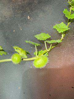 Liposthenes glechomae 201736550 by Sandy Wolkenberg. Used under a CC BY 4.0 license.