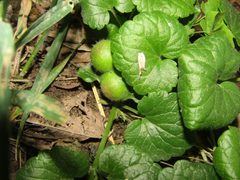 Liposthenes glechomae 293356763 by snaily_naily173. Used under a CC BY 4.0 license.