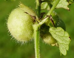 Liposthenes glechomae 87021814 by Patrick Hacker. Used under a CC BY 4.0 license.